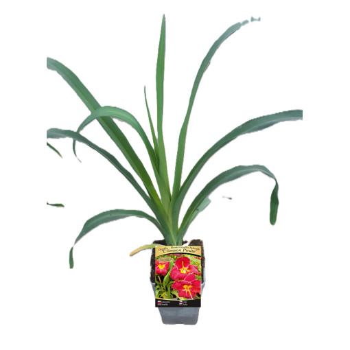 Dienialapis CRIMSON PIRATE  2L