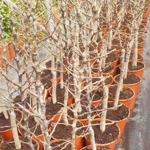 Mini Patio - Bumbieris Sunrise, trauks 4L