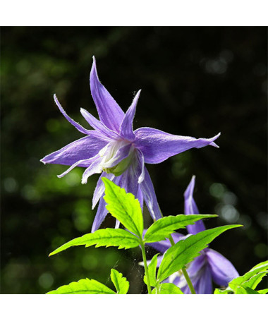 Klematis 'Maidwell Hall' pods P9/C1