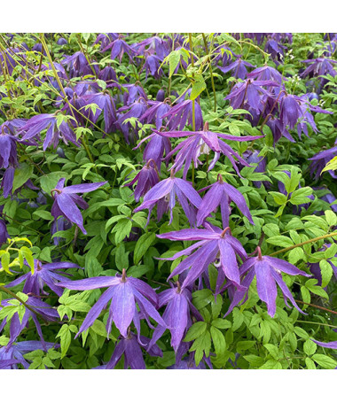 Klematis 'Maidwell Hall' pods P9/C1