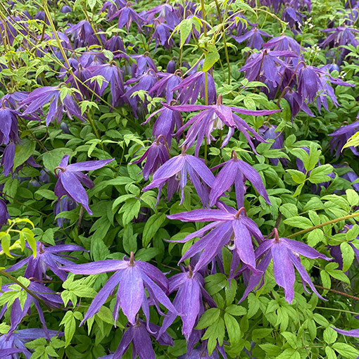 Klematis 'Maidwell Hall' pods P9/C1
