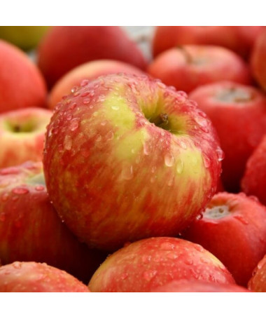 Mini Patio - Ābolkoks Delegrina, trauks 4L