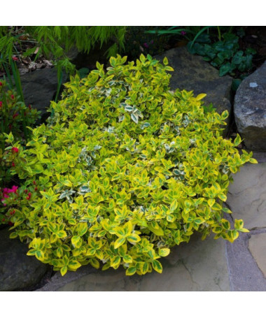 Fortūnas segliņš 'Harlequin'  2L