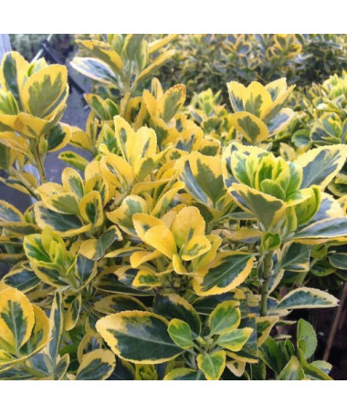 Segliņš 'Emerald Gold' 2 litru pods