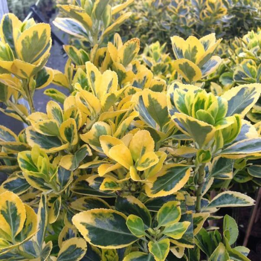 Segliņš 'Emerald Gold' 2 litru pods