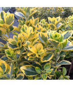 Segliņš 'Emerald Gold' 2 litru pods