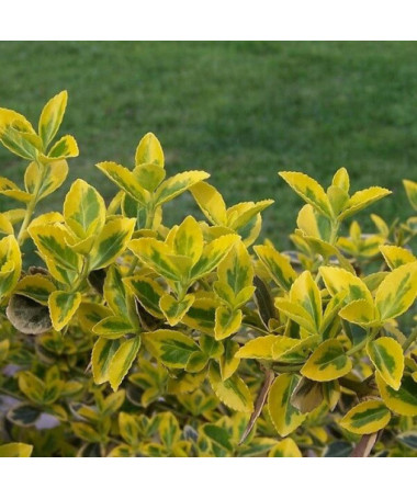 Segliņš 'Emerald Gold' 2 litru pods