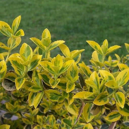 Segliņš 'Emerald Gold' 2 litru pods
