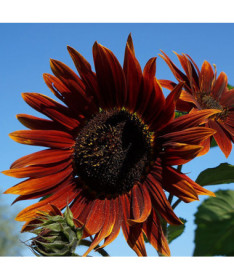 Dekoratīvā saulespuķe 'Czerwone Serce'