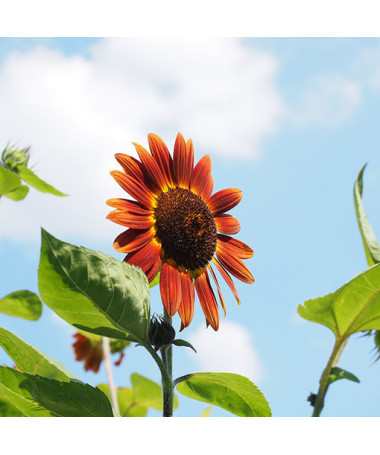 Dekoratīvā saulespuķe 'Czerwone Serce'