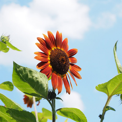 Dekoratīvā saulespuķe 'Czerwone Serce'