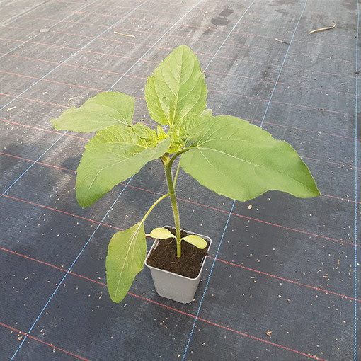 Dekoratīvā saulespuķe 'Czerwone Serce'