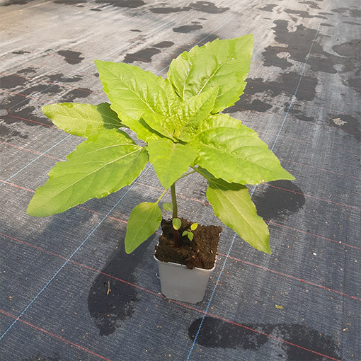 Dekoratīvā saulespuķe 'Italian White'