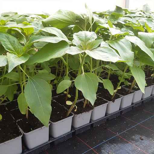 Dekoratīvā saulespuķe 'Italian White'