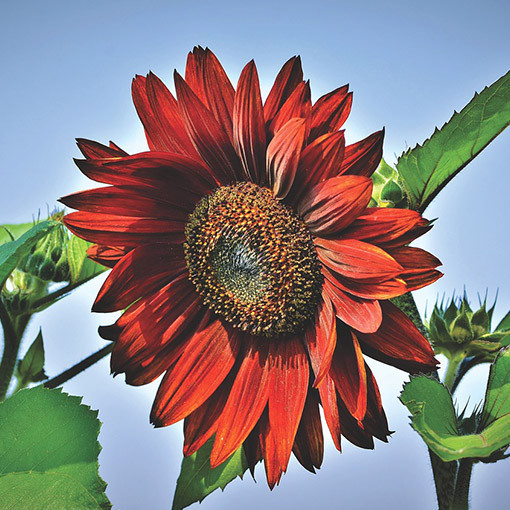 Dekoratīvā saulespuķe 'Moulin Rouge'