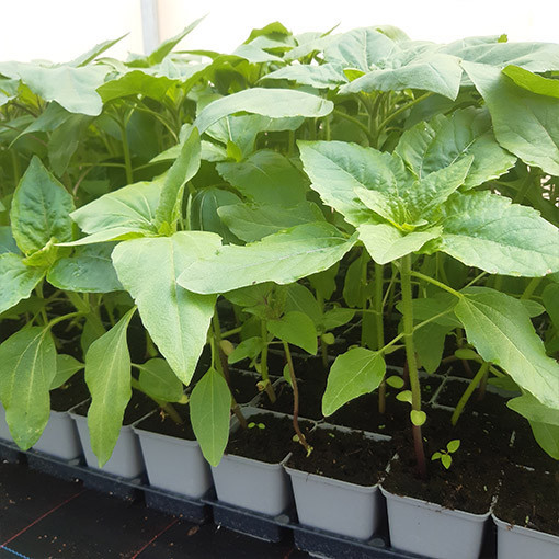 Dekoratīvā saulespuķe 'Moulin Rouge'