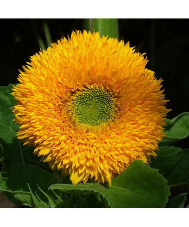 Dekoratīvā saulespuķe 'Sungold Tall'