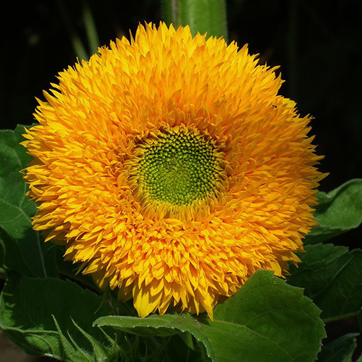 Dekoratīvā saulespuķe 'Sungold Tall'