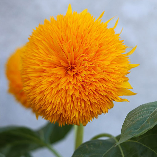 Dekoratīvā saulespuķe 'Sungold Tall'