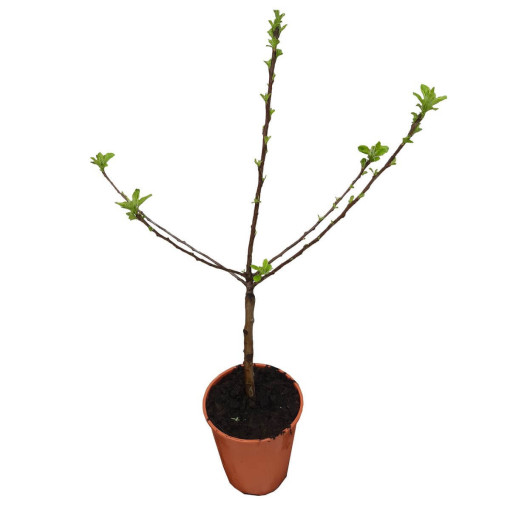 Mini Patio - Ābolkoks Delegrina, trauks 4L