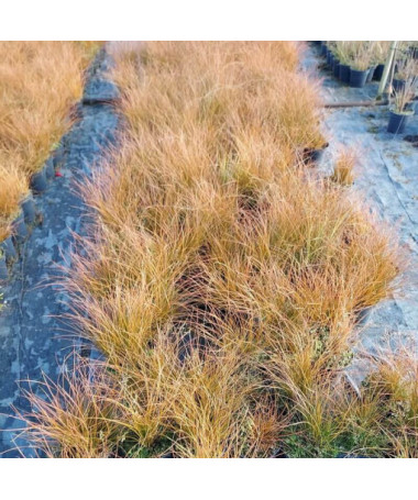 Kieģeļu krāsas stiebrzāle PRAIRIE FIRE  4L