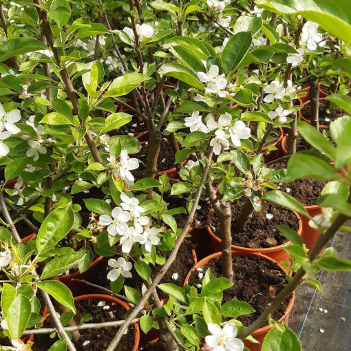 Mini Patio - Ābolkoks Delegrina, trauks 4L