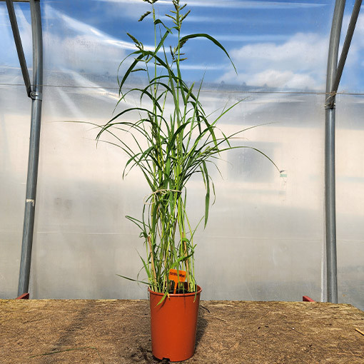 Ķīnas miskants 'Silberspinne'  4L