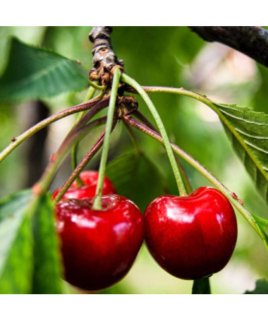 Mini Patio - Ķirsis Carmine Jewel, trauks 4L