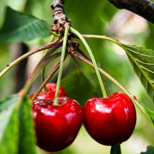 Mini Patio - Ķirsis Carmine Jewel, trauks 4L