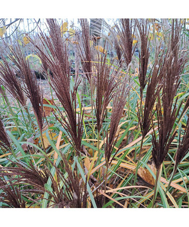 Ķīnas miskants 'New Hybrid'  4L