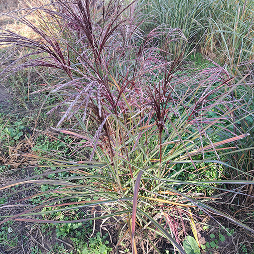 Ķīnas miskants 'New Hybrid'  4L