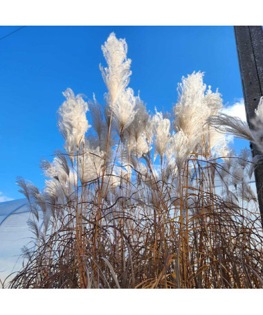 Ķīnas miskants 'Memory'  4L