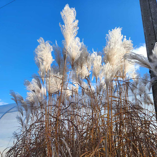 Ķīnas miskants 'Memory'  4L