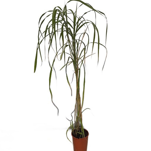 Ķīnas miskants 'Memory'  4L