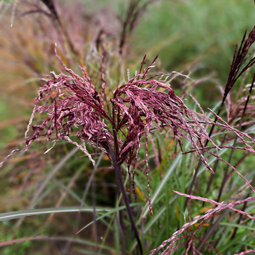 Ķīnas miskants 'Little Miss'  4L