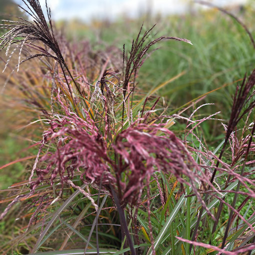 Ķīnas miskants 'Little Miss'  4L