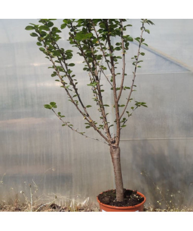 Mini Patio - Ķirsis Carmine Jewel, trauks 4L