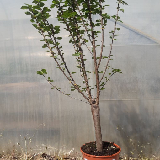 Mini Patio - Ķirsis Carmine Jewel, trauks 4L