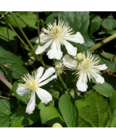 Klematis Paul Farges (botānisks, smaržīgs)  4L