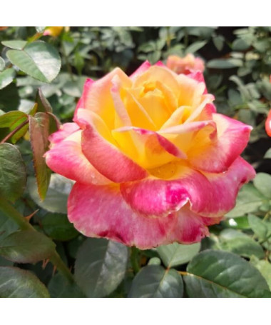 Lielziedu roze 'Desse'  4L