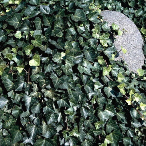 Parastais efejs 'Thorndale'  2L