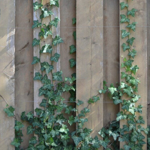 Parastais efejs 'Thorndale'  2L