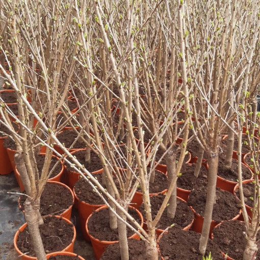 Mini Patio - Ķirsis Carmine Jewel, trauks 4L