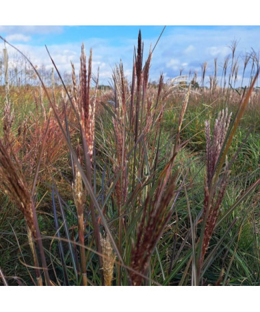 Ķīnas miskants 'Gracillimus'  2L