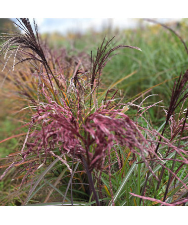 Ķīnas miskants 'Little Miss'  2L