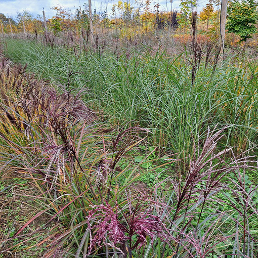 Ķīnas miskants 'Little Miss'  2L