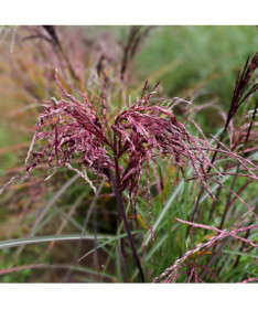 Ķīnas miskants 'Little Miss' pods P9/C1