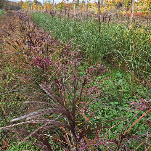 Ķīnas miskants 'Little Miss' pods P9/C1