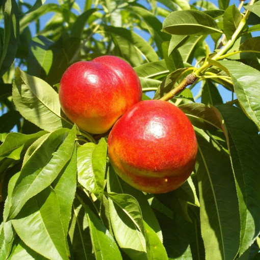 Mini Patio - Neikatrīns Rubis, trauks 4L