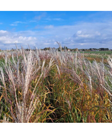 Kinų miskantas 'Adagio'  2L